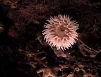 Sea Anemone