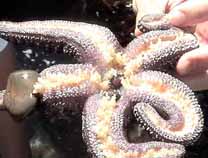 starfish is eating